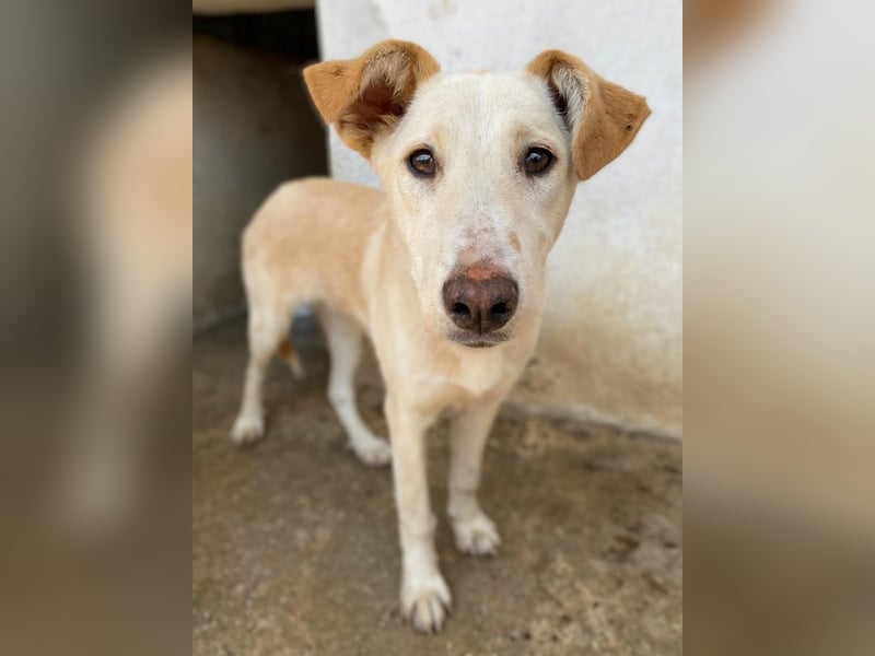 Kalena, geb. ca. 01/2025, lebt in GRIECHENLAND, im städt. Tierheim Serres