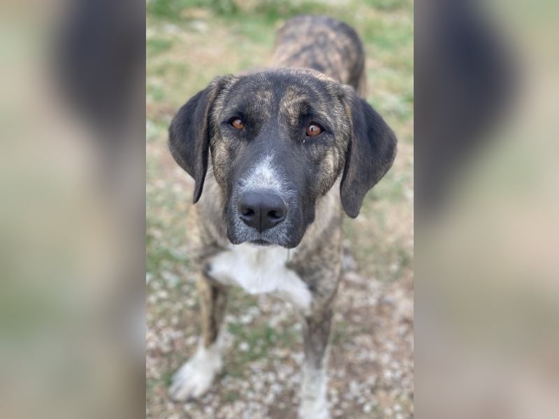 Tenera, geb. ca. 10/2024, lebt in GRIECHENLAND, im städt. Tierheim Serres