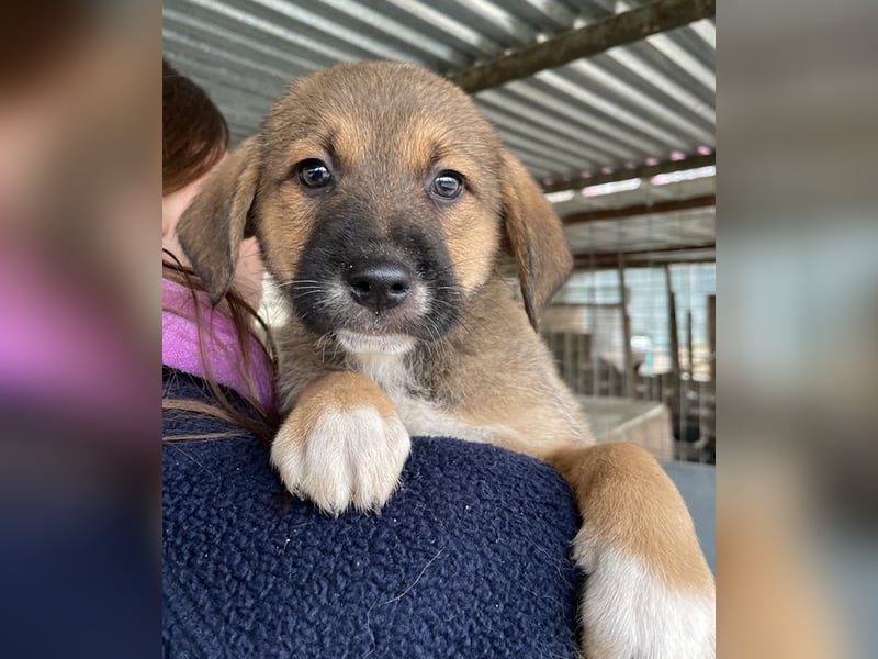 Mucki, geb. ca. 11/2025, lebt in GRIECHENLAND, auf einer privaten Pflegestelle