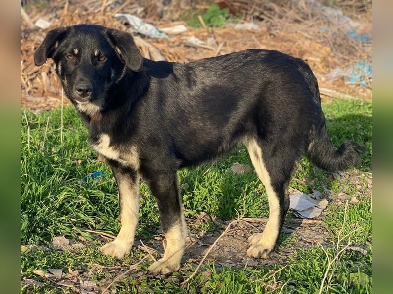 Ella, geb. ca. 09/2024, lebt in GRIECHENLAND, im städt. Tierheim Serres