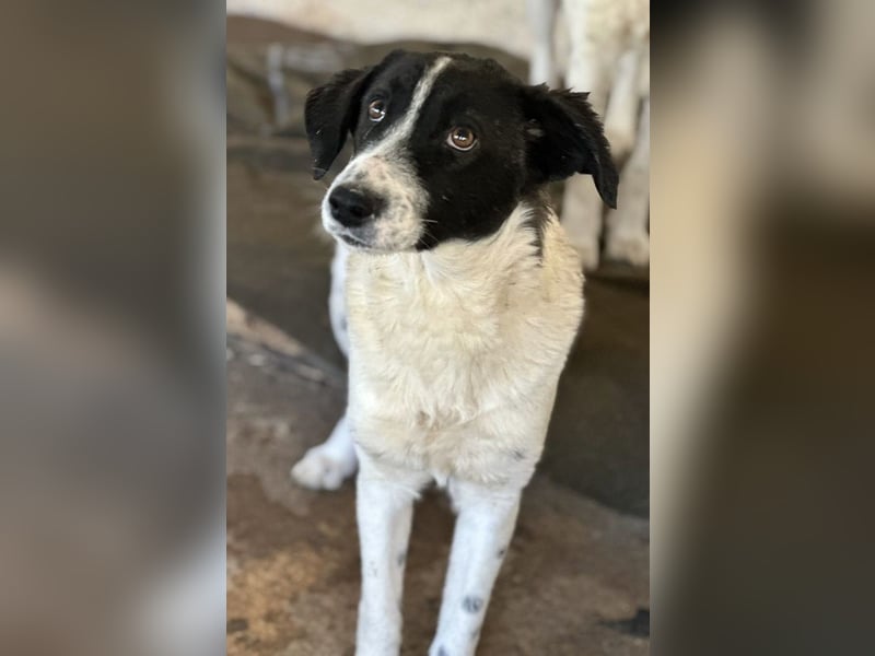 Niara, geb. ca. 03/2024, lebt in GRIECHENLAND, auf einer privaten Pflegestelle