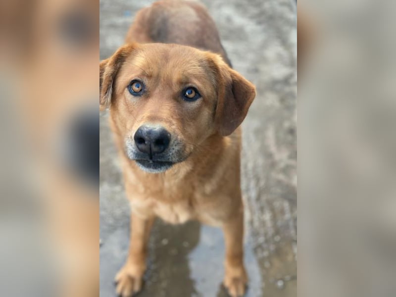 Pixie, geb. ca. 10/2022, lebt in GRIECHENLAND, im städt. Tierheim Serres