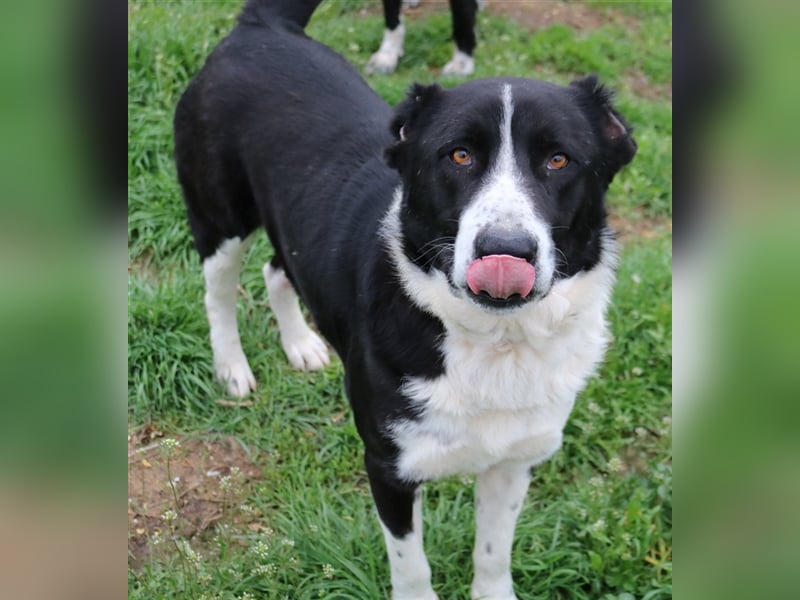 Eddy, geb. ca. 01/2018, lebt in GRIECHENLAND, im städt. Tierheim Serres
