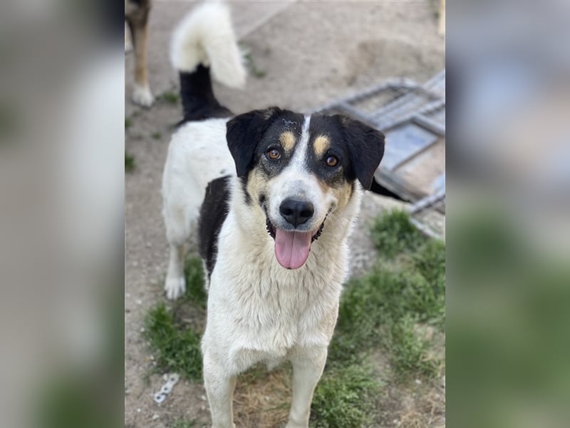 Fanny, geb. ca. 04/2021, lebt in GRIECHENLAND, im städt. Tierheim Serres