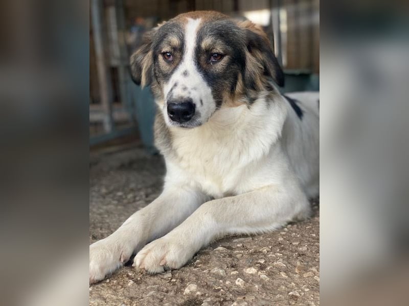 Resi, geb. ca. 10/2024, lebt in GRIECHENLAND, auf einer privaten Pflegestelle