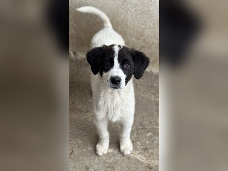 Zenzi, geb. ca. 01/2025, lebt in GRIECHENLAND, im städt. Tierheim Serres