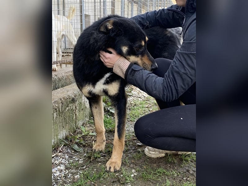 Niles, geb. ca. 05/2019, lebt in GRIECHENLAND, im städt. Tierheim Serres