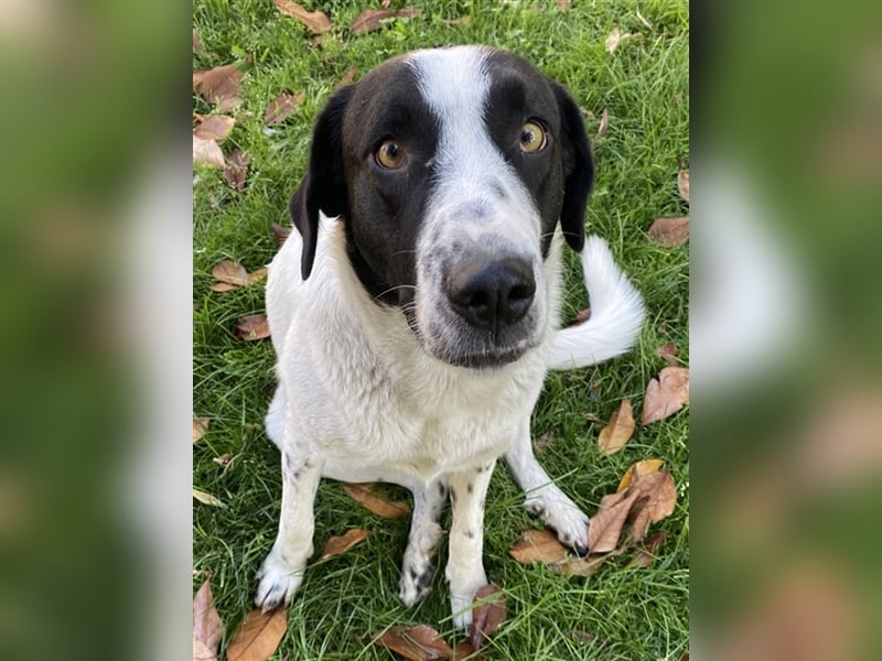 Penny, geb. ca. 05/2023, lebt in GRIECHENLAND, im städt. Tierheim Serres