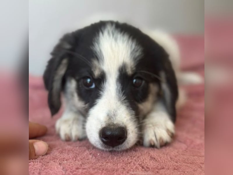 Colada, geb. ca. 05/2026, lebt in GRIECHENLAND, im städt. Tierheim Serres