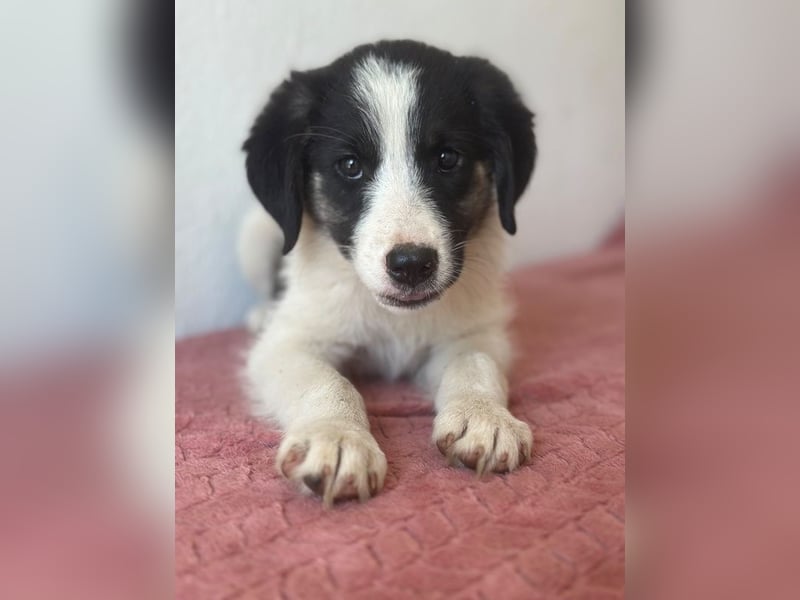 Pina, geb. ca. 05/2026, lebt in GRIECHENLAND, im städt. Tierheim Serres