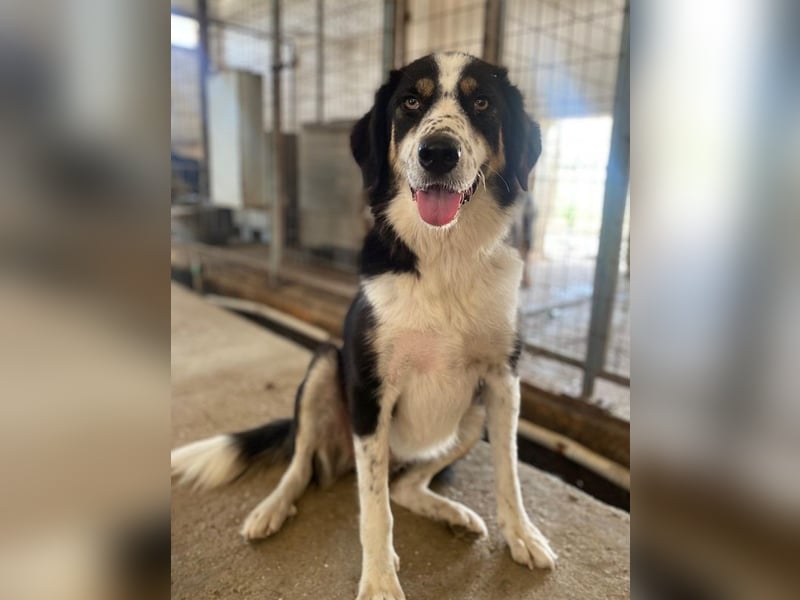 Xanda, geb. ca. 03/2023, lebt in GRIECHENLAND, im städt. Tierheim Serres