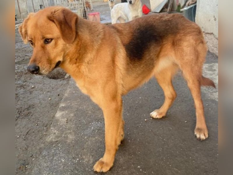 Pixie, geb. ca. 10/2022, lebt in GRIECHENLAND, im städt. Tierheim Serres