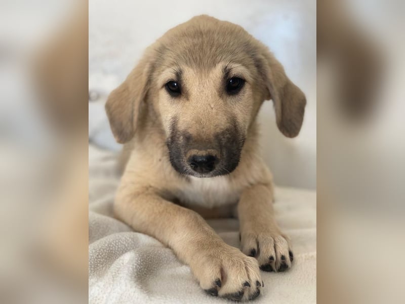 Glandy, geb. ca. 03/2025, lebt in GRIECHENLAND, im städt. Tierheim Serres