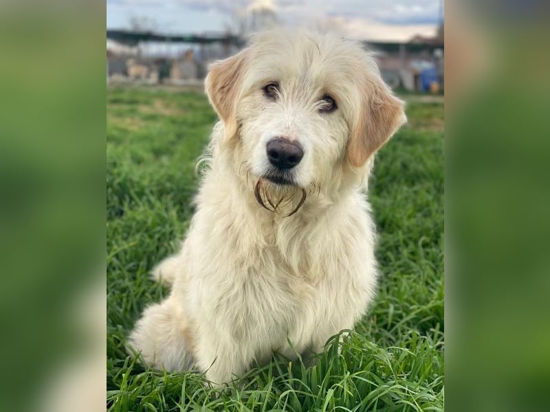 Arina, geb. ca. 10/2024, lebt in GRIECHENLAND, im städt. Tierheim Serres