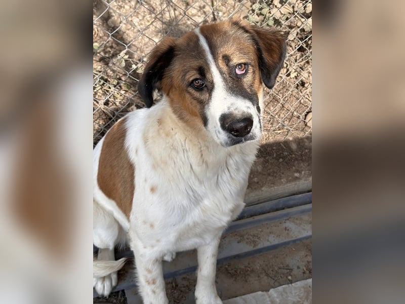 Fiva, geb. ca. 02/2024, lebt in GRIECHENLAND, im städt. Tierheim Serres