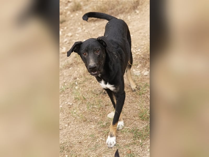 Jeppe, geb. ca. 12/2022, lebt in GRIECHENLAND, im städt. Tierheim Serres