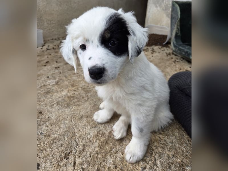 Mary, geb. ca. 02/2026, lebt in GRIECHENLAND, im städt. Tierheim Serres