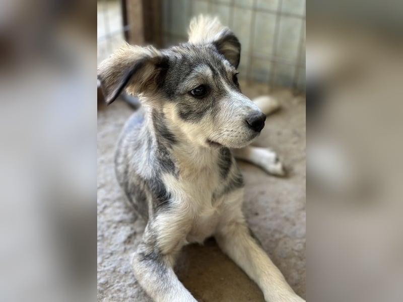 Alexi, geb. ca. 02/2025, lebt in GRIECHENLAND, auf einer privaten Pflegestelle