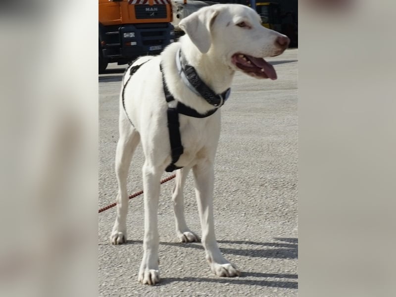 Hammy, geb. ca. 10/2022, lebt in GRIECHENLAND, auf einer privaten Pflegestelle