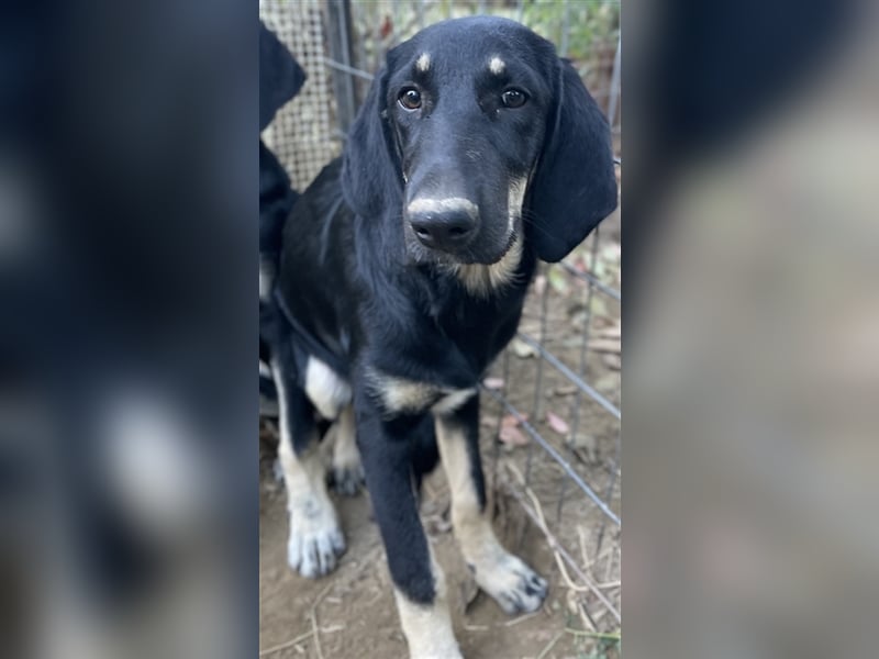 Blueberry, geb. ca. 06/2023, lebt in GRIECHENLAND, auf einer privaten Pflegestelle