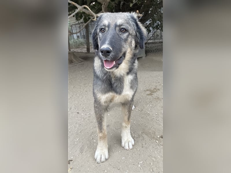 Karla, geb. ca. 03/2023, lebt in GRIECHENLAND, im städt. Tierheim Serres