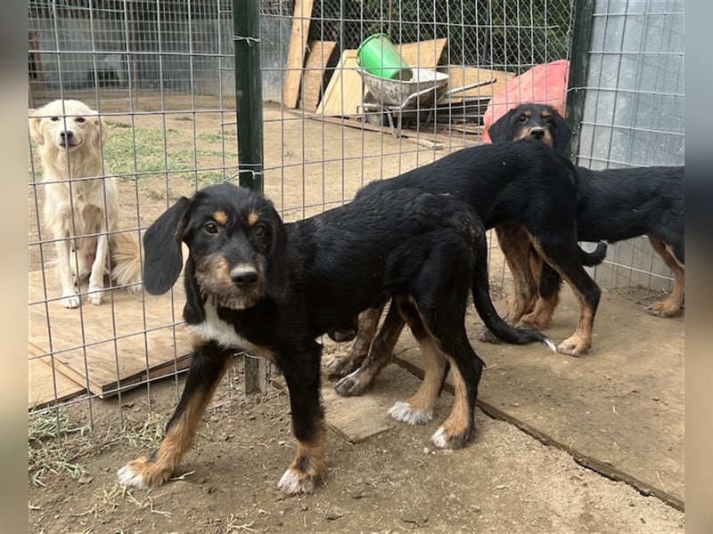 Bertha, geb. ca. 03/2023, lebt in GRIECHENLAND, im städt. Tierheim Serres