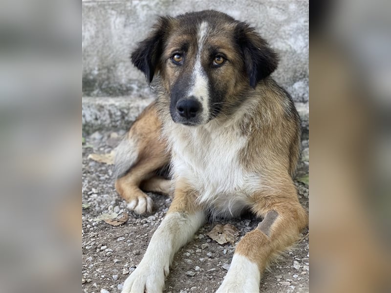 Poppi, geb. ca. 06/2021, lebt in GRIECHENLAND, im städt. Tierheim Serres