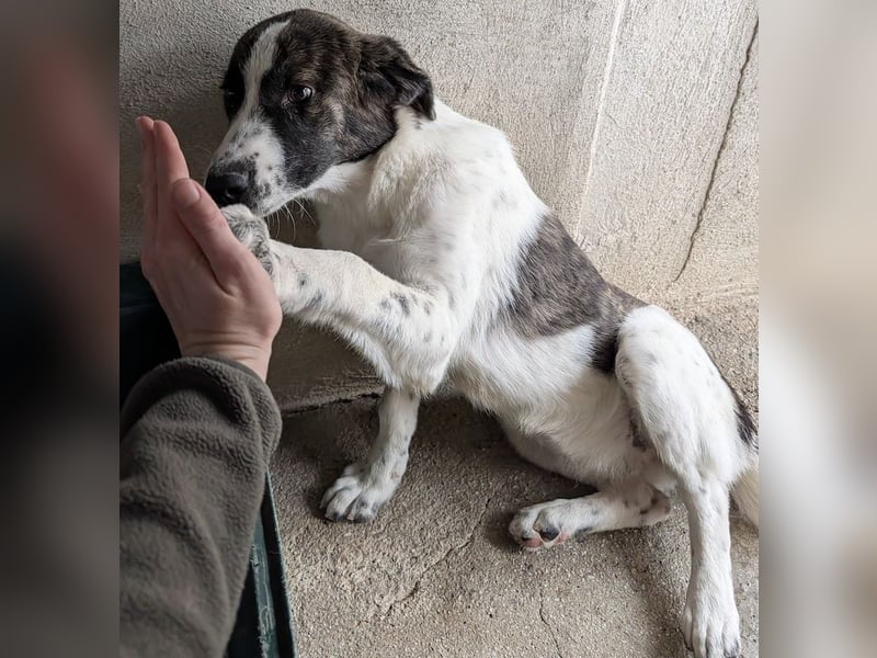 Maisha, geb. ca. 04/2025, lebt in GRIECHENLAND, im städt. Tierheim Serres