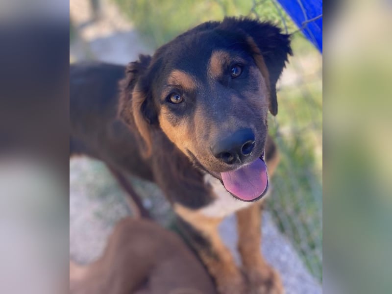 Quasti, geb. ca. 02/2025, lebt in GRIECHENLAND, auf einer privaten Pflegestelle