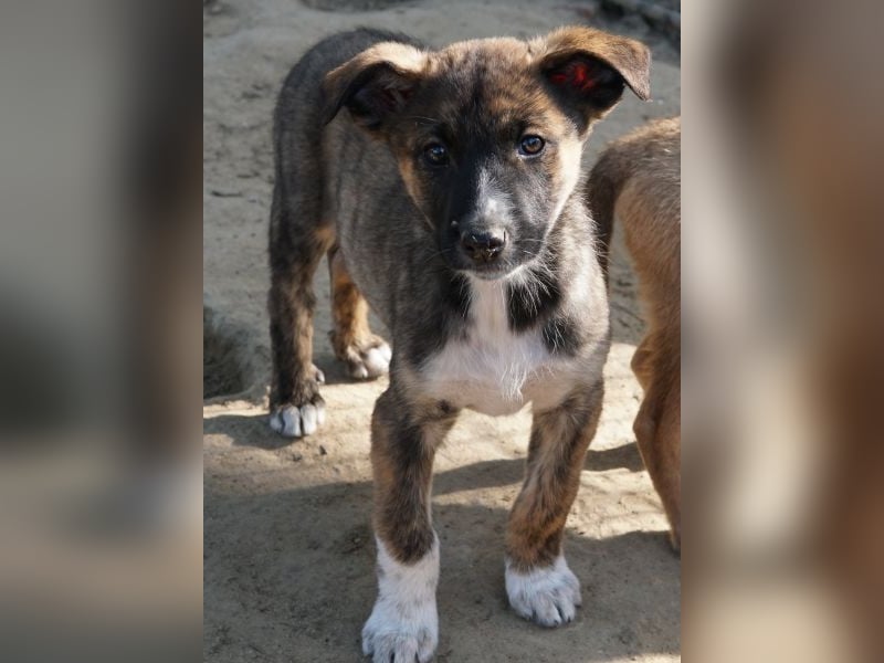 Corbel, geb. ca. 12/25, lebt in GRIECHENLAND, auf einer privaten Pflegestelle