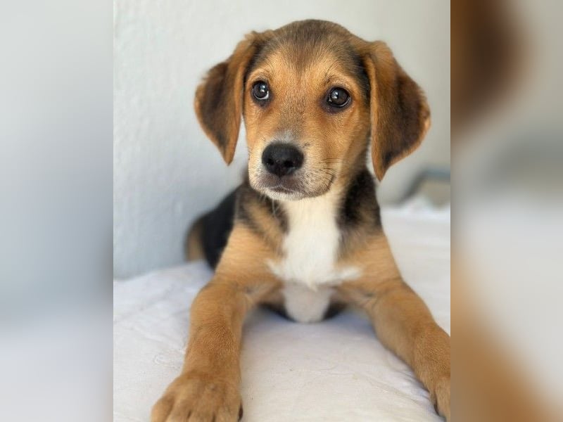 Holly, geb. ca. 03/2026, lebt in GRIECHENLAND, im städt. Tierheim Serres
