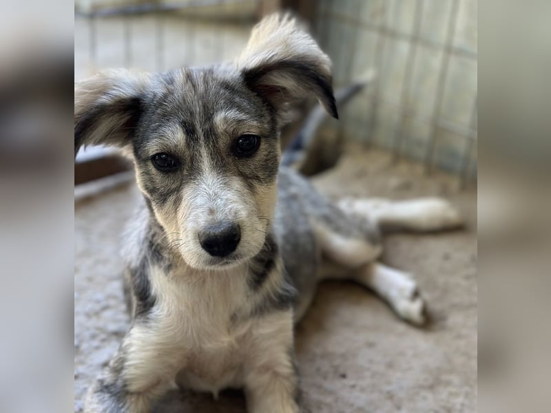 Alexi, geb. ca. 02/2025, lebt in GRIECHENLAND, auf einer privaten Pflegestelle