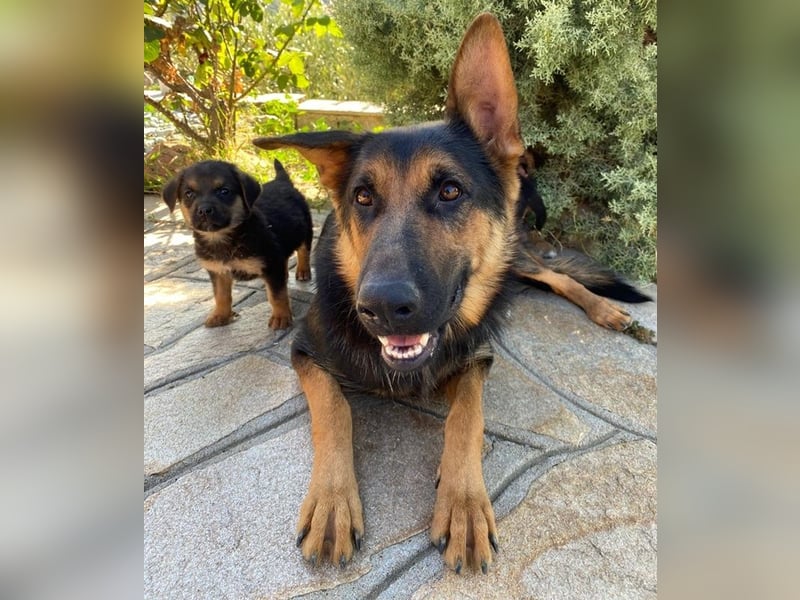 Malta, geb. ca. 07/2024, lebt in GRIECHENLAND, auf einer privaten Pflegestelle