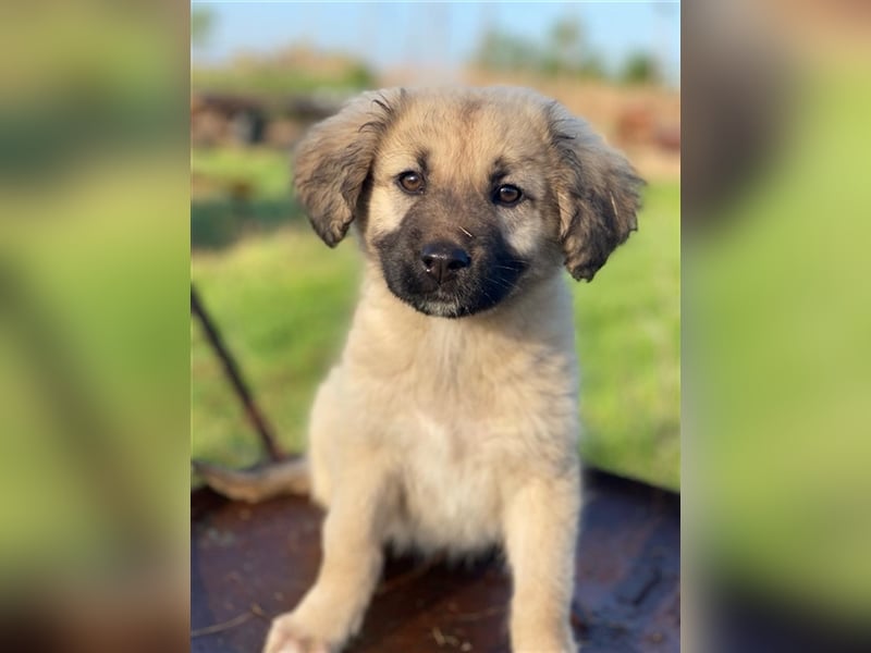 Hermine Granger, geb. ca. 12/2023, lebt in GRIECHENLAND, im städt. Tierheim Serres