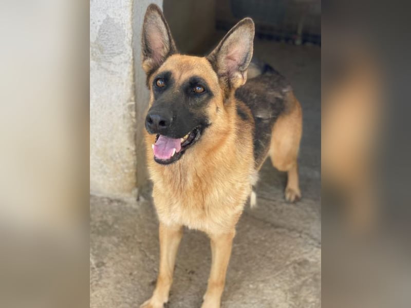 Wilma, geb. ca. 04/2021, lebt in GRIECHENLAND, im städt. Tierheim Serres