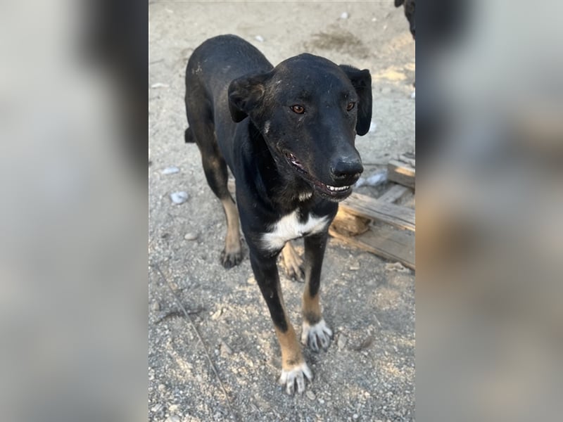 Jeppe, geb. ca. 12/2022, lebt in GRIECHENLAND, im städt. Tierheim Serres