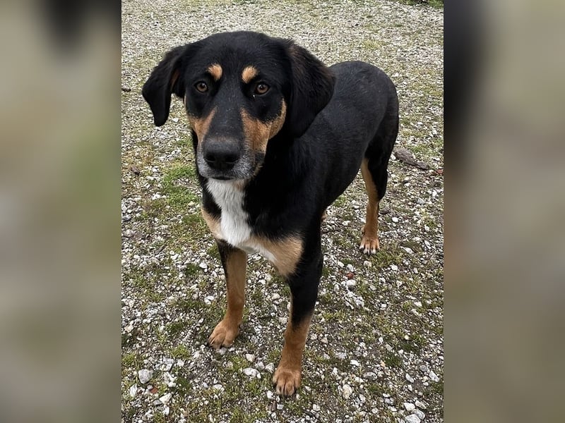 Orelle, geb. ca. 05/2024, lebt in GRIECHENLAND, auf einem Gelände, auf dem die Hunde notdürftig vers