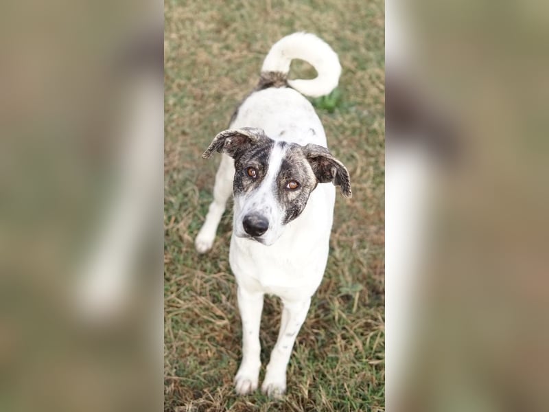 Mea, geb. ca. 11/2022, lebt in GRIECHENLAND, im städt. Tierheim Serres