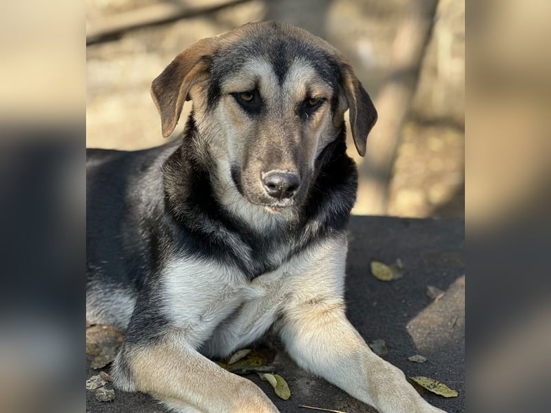 Chita, geb. ca. 05/2024, lebt in GRIECHENLAND, im städt. Tierheim Serres