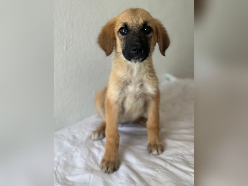 Cindy, geb. ca. 03/2026, lebt in GRIECHENLAND, im städt. Tierheim Serres