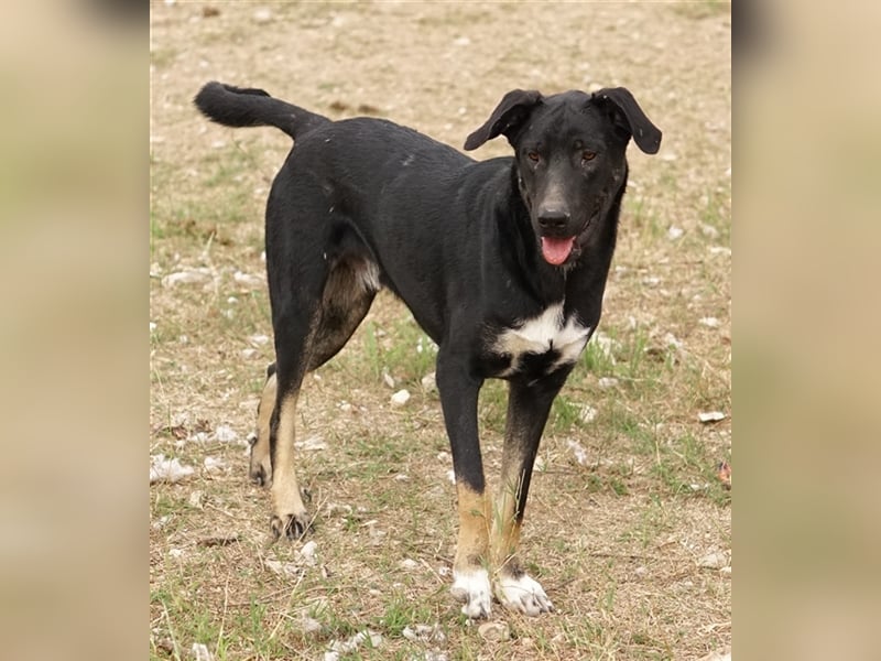 Jeppe, geb. ca. 12/2022, lebt in GRIECHENLAND, im städt. Tierheim Serres