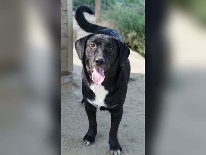 Ria, geb. ca. 10/2024, lebt in GRIECHENLAND, im städt. Tierheim Serres