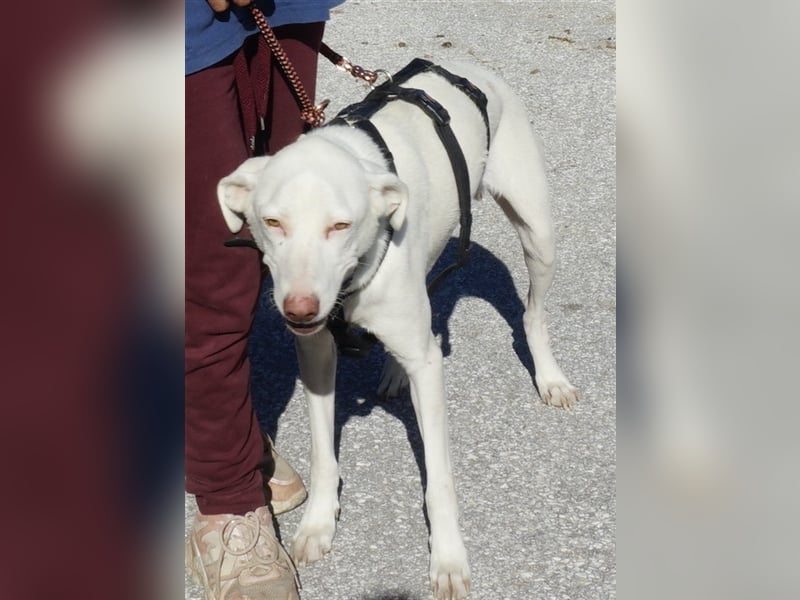 Hammy, geb. ca. 10/2022, lebt in GRIECHENLAND, auf einer privaten Pflegestelle