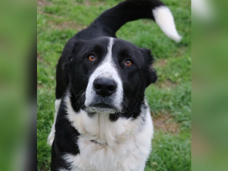 Eddy, geb. ca. 01/2018, lebt in GRIECHENLAND, im städt. Tierheim Serres