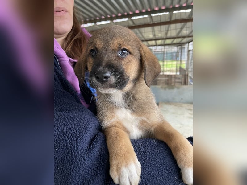 Mucki, geb. ca. 11/2025, lebt in GRIECHENLAND, auf einer privaten Pflegestelle