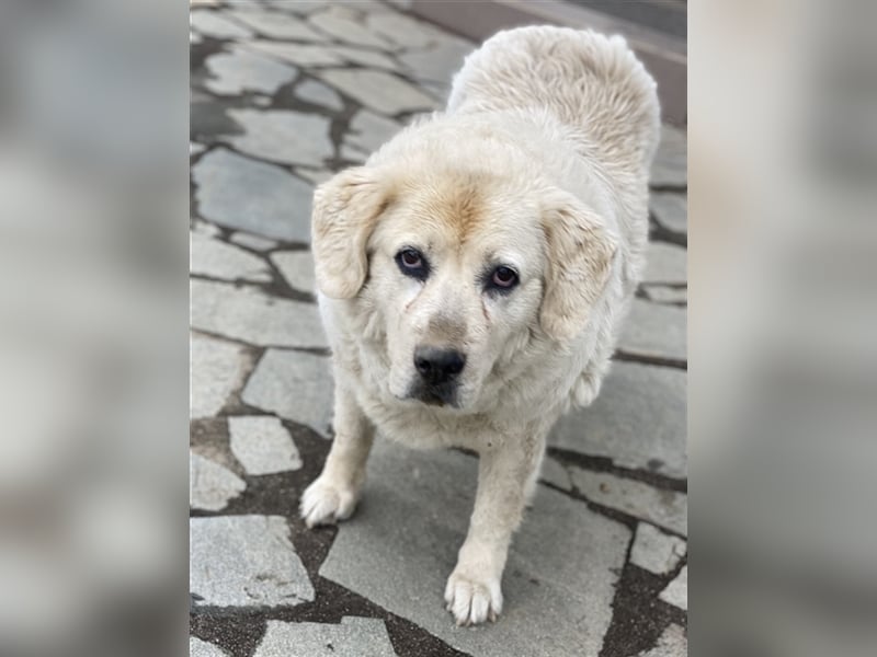 Lara, geb. ca. 05/2014, lebt in GRIECHENLAND, auf einer privaten Pflegestelle