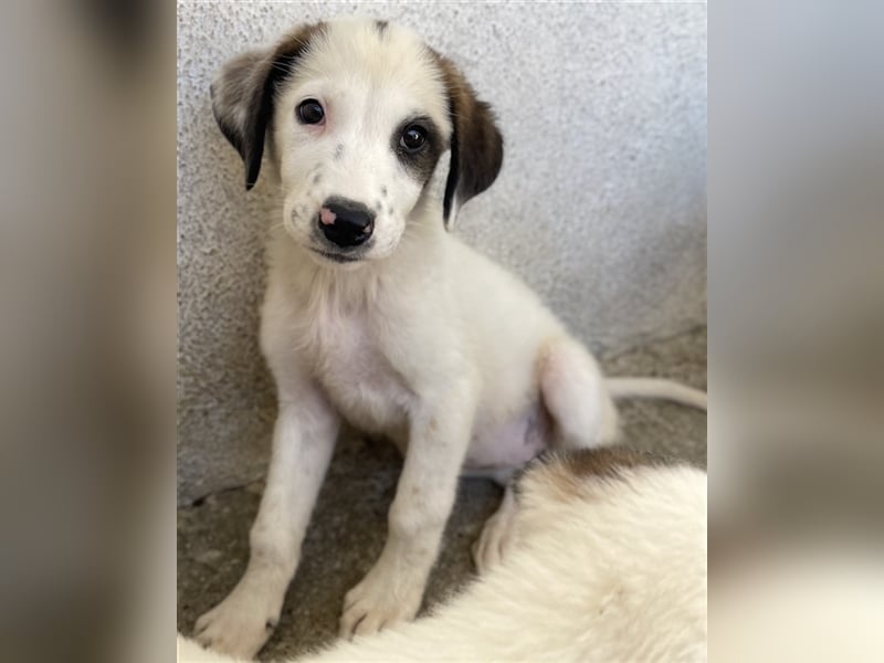 Benda, geb. ca. 06/2023, lebt in GRIECHENLAND, im städt. Tierheim Serres