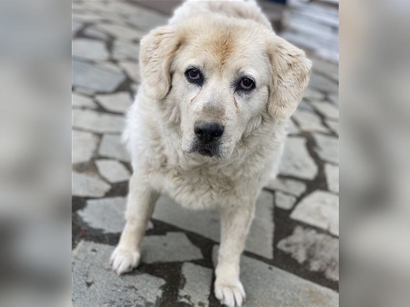 Lara, geb. ca. 05/2014, lebt in GRIECHENLAND, auf einer privaten Pflegestelle