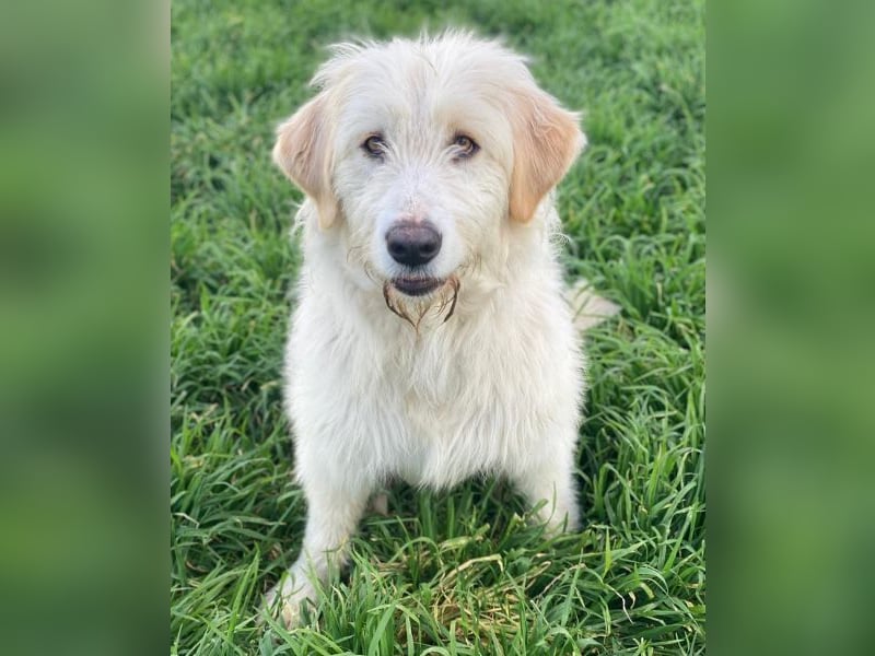 Arina, geb. ca. 10/2024, lebt in GRIECHENLAND, im städt. Tierheim Serres