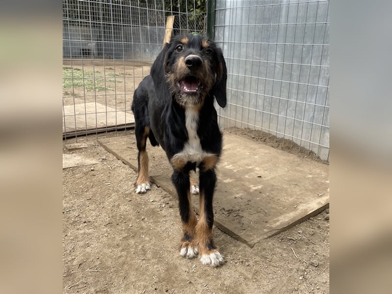 Bertha, geb. ca. 03/2023, lebt in GRIECHENLAND, im städt. Tierheim Serres